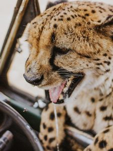 Preview wallpaper leopard, protruding tongue, big cat, wild, predator