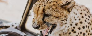 Preview wallpaper leopard, protruding tongue, big cat, wild, predator