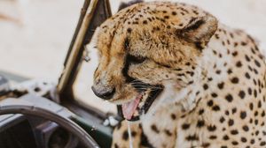 Preview wallpaper leopard, protruding tongue, big cat, wild, predator