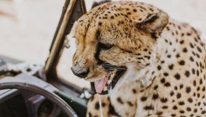 Preview wallpaper leopard, protruding tongue, big cat, wild, predator