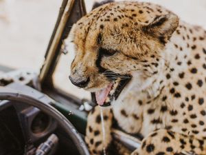 Preview wallpaper leopard, protruding tongue, big cat, wild, predator