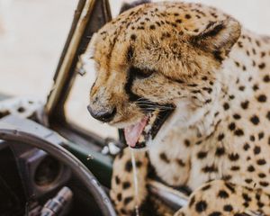 Preview wallpaper leopard, protruding tongue, big cat, wild, predator