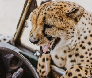 Preview wallpaper leopard, protruding tongue, big cat, wild, predator