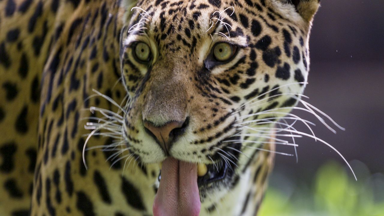 Wallpaper leopard, protruding tongue, glance, predator, wildlife