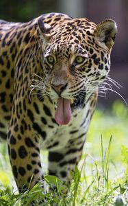Preview wallpaper leopard, protruding tongue, glance, predator, wildlife