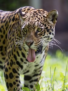 Preview wallpaper leopard, protruding tongue, glance, predator, wildlife