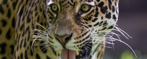 Preview wallpaper leopard, protruding tongue, glance, predator, wildlife