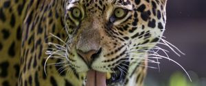 Preview wallpaper leopard, protruding tongue, glance, predator, wildlife