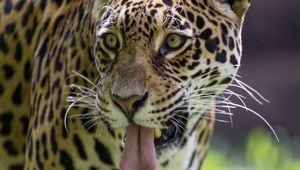 Preview wallpaper leopard, protruding tongue, glance, predator, wildlife