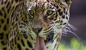 Preview wallpaper leopard, protruding tongue, glance, predator, wildlife