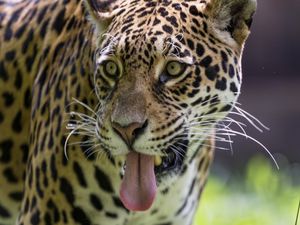 Preview wallpaper leopard, protruding tongue, glance, predator, wildlife