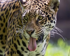 Preview wallpaper leopard, protruding tongue, glance, predator, wildlife