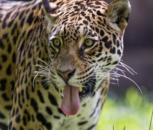 Preview wallpaper leopard, protruding tongue, glance, predator, wildlife