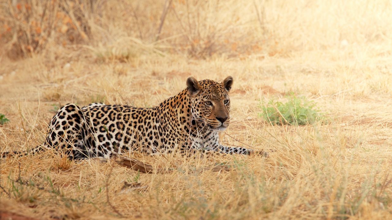 Wallpaper leopard, rest, grass, africa