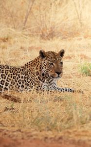Preview wallpaper leopard, rest, grass, africa