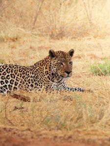 Preview wallpaper leopard, rest, grass, africa