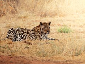 Preview wallpaper leopard, rest, grass, africa