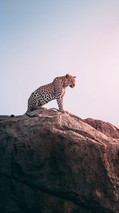 Preview wallpaper leopard, rock, predator, big cat