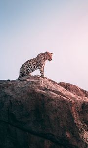 Preview wallpaper leopard, rock, predator, big cat