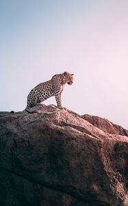 Preview wallpaper leopard, rock, predator, big cat