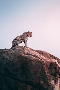 Preview wallpaper leopard, rock, predator, big cat