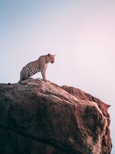 Preview wallpaper leopard, rock, predator, big cat