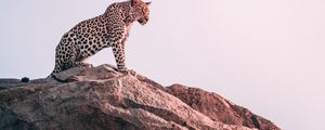 Preview wallpaper leopard, rock, predator, big cat