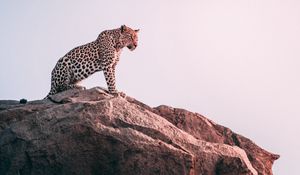 Preview wallpaper leopard, rock, predator, big cat