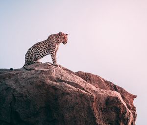 Preview wallpaper leopard, rock, predator, big cat