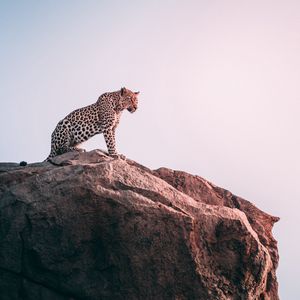 Preview wallpaper leopard, rock, predator, big cat