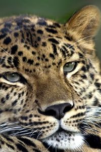 Preview wallpaper leopard, sad, face, eyes, predator, lying