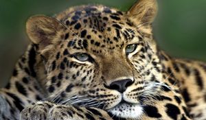 Preview wallpaper leopard, sad, face, eyes, predator, lying