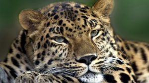 Preview wallpaper leopard, sad, face, eyes, predator, lying