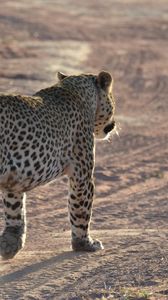 Preview wallpaper leopard, sand, footprints, gait