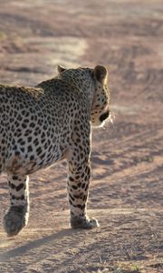 Preview wallpaper leopard, sand, footprints, gait