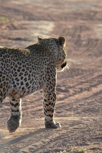 Preview wallpaper leopard, sand, footprints, gait