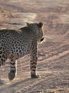 Preview wallpaper leopard, sand, footprints, gait