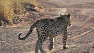 Preview wallpaper leopard, sand, footprints, gait