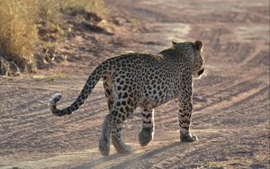 Preview wallpaper leopard, sand, footprints, gait