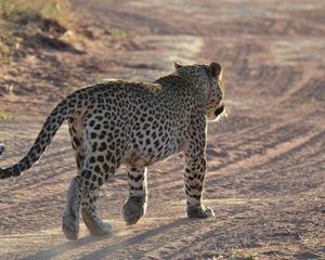 Preview wallpaper leopard, sand, footprints, gait