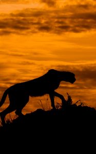 Preview wallpaper leopard, silhouette, predator, twilight