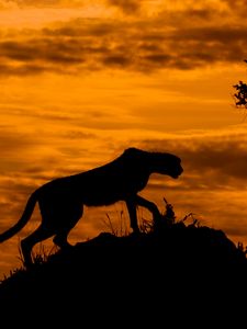 Preview wallpaper leopard, silhouette, predator, twilight