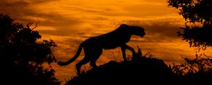 Preview wallpaper leopard, silhouette, predator, twilight