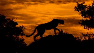 Preview wallpaper leopard, silhouette, predator, twilight