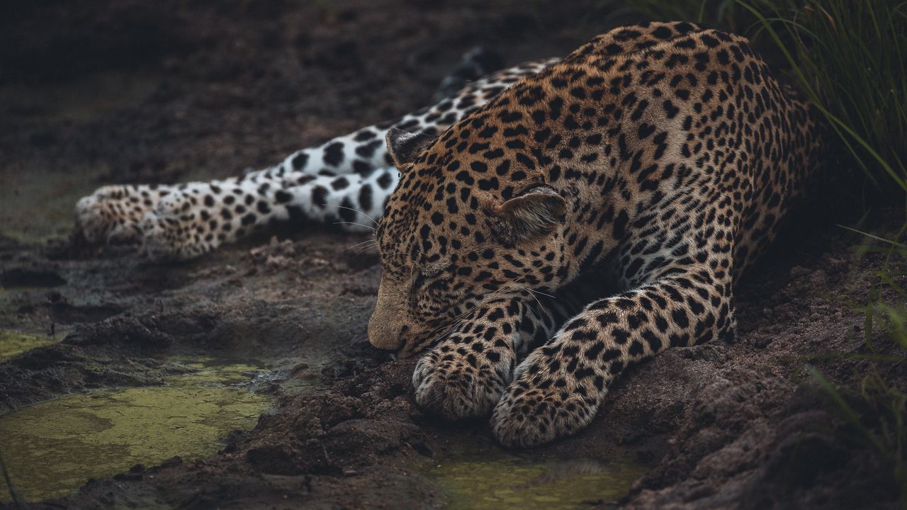 Wallpaper leopard, sleep, big cat, predator, wildlife