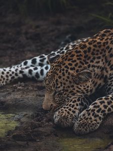 Preview wallpaper leopard, sleep, big cat, predator, wildlife