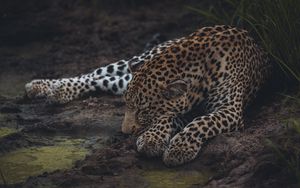 Preview wallpaper leopard, sleep, big cat, predator, wildlife