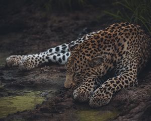 Preview wallpaper leopard, sleep, big cat, predator, wildlife