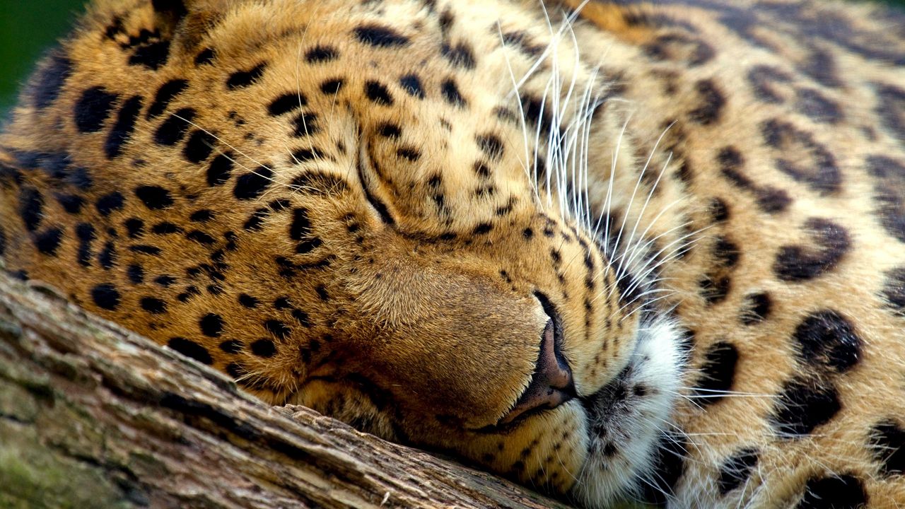 Wallpaper leopard, sleep, eyes, muzzle