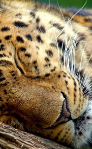 Preview wallpaper leopard, sleep, eyes, muzzle